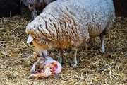 انجام نمونه برداری از جنین سقط شده گوسفند در شهرستان طرقبه شاندیز