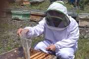 بازدید کارشناسان دامپزشکی طرقبه شاندیز از زنبورستان های شهرستان 