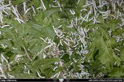 ضد عفونی بیش از 70 هزار متر مربع جایگاه پرورش کرم ابریشم در تربت حیدریه